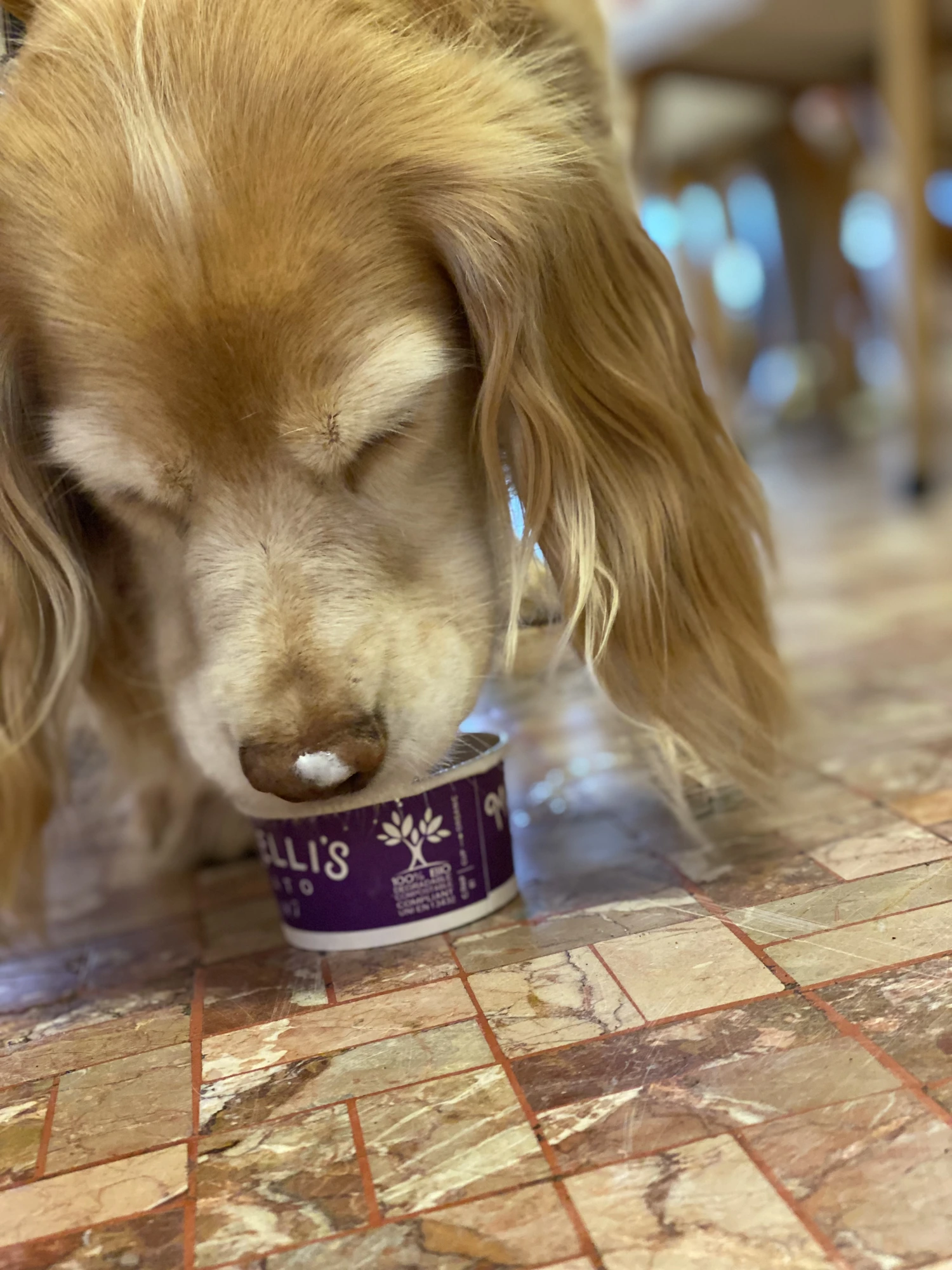 Close-up of a golden retriever licking a Morelli's dog gelato cup clean